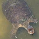Florida Softshell