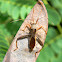 pod-sucking bug