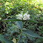 White Turtlehead