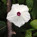 Whitestar