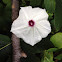 Whitestar