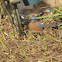 Eastern Bluebird