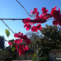 Bougainvillea