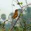 Common Babbler