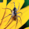 Thin Legged Wolf Spider