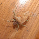 Brown Marmorated Stink Bug