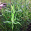 Rosemary