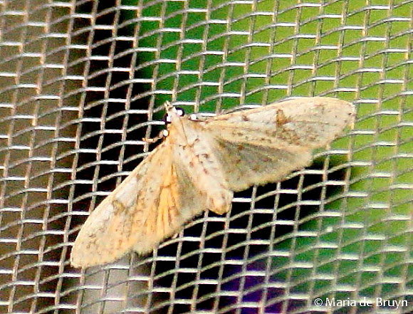 Spotting Image 1