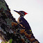 Pileated Woodpecker