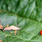 lady bug