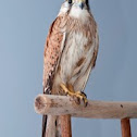 Nankeen Kestrel