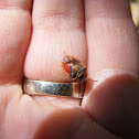 Stink bug