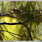 Green Warbler