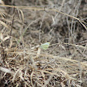 Cabbage White Butterfly