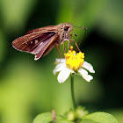Formosan Swift (秈弄蝶)