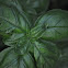 Basil
