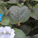 Aranha