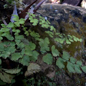 Cilantrillo