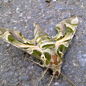 Daphnis Nerii