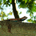Eastern fence lizard (male)