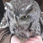 Screech Owl