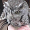 Screech Owl