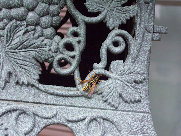 Spotting Image 1