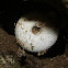 snail shell