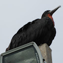 Great Frigatebird