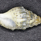 Shells