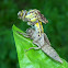 Gomphus vulgatissimus
