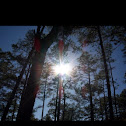 Longleaf pine
