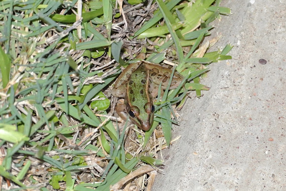 Spotting Image 1