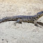 Giant Girdled Lizard