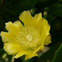 Cactaceae