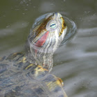 Red Eared Slider