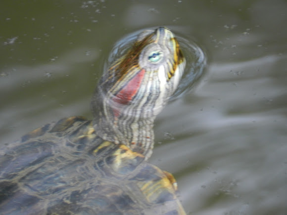 Spotting Image 1
