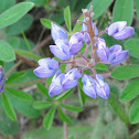Sundial Lupine