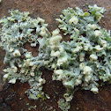 Hooded Rosette Lichen