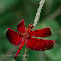 Ramburi Red Parasol