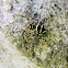 jumping spider