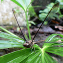 Rainforest owlfly