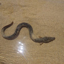 European eel