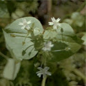 Heart-leaves spring-beauty