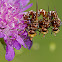 Thick-headed Flies