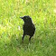 Common Grackle