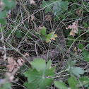 Prairie Rattlesnake