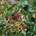 Common Buckeye