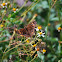 Common Buckeye