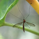 Crane Fly